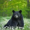 Black Bear paint by numbers