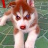 Brown Puppy Husky Paint by numbers
