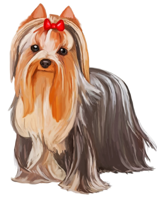 Cute Yorkie Paint by numbers