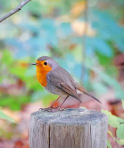 European Robin Paint by numbers