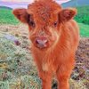 Fluffy Highland Cow paint by numbers