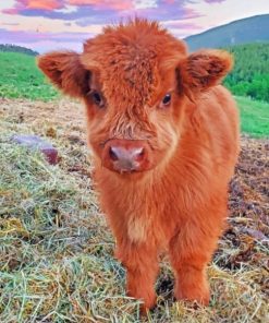 Fluffy Highland Cow paint by numbers