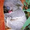 Funny Koala paint by numbers