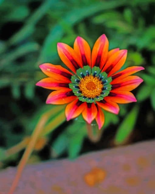 Gazania Daisies Paint by numbers