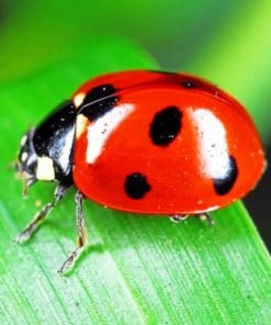 Ladybird Insect paint by numbers