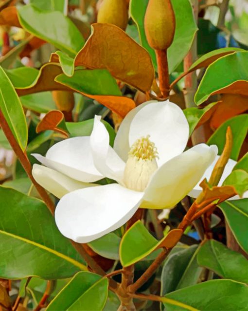 Magnolia Flower paint by numbers