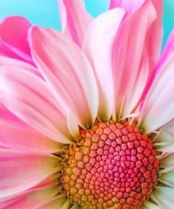 Pink Daisy Flower paint by numbers