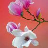 White And Pink Magnolia Flowers paint by numbers