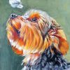 Yorkie And Butterfly Paint by numbers
