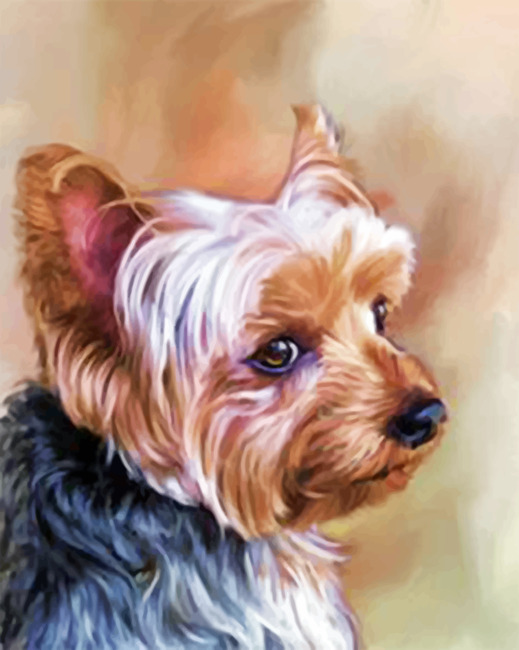 Yorkie Portrait Paint by numbers