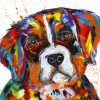 Bernese Mountain Dog paint by numbers