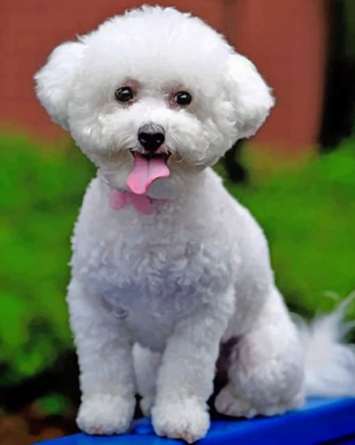Bichon Frise Piant by numbers