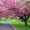 Path Park Cherry Blossom Paint by numbers