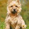Cairn Terrier Sitting In The Grass Paint by numbers