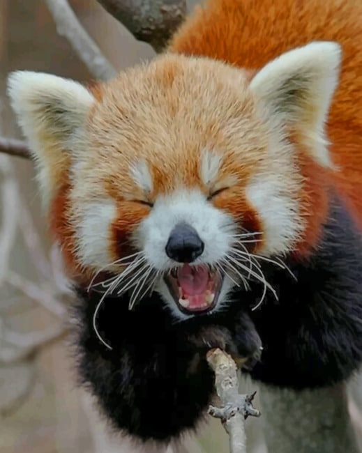 Red Panda Smile Paint by numbers