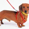 Sausage Dog paint by numbers