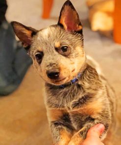 Adorable Blue Heeler Paint by numbers