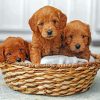 Goldendoodle Puppies paint by numbers
