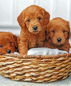 Goldendoodle Puppies paint by numbers