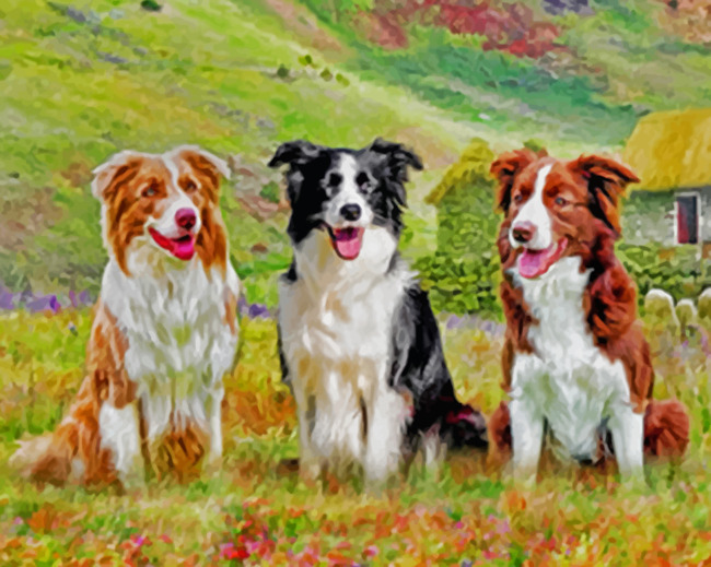 Aesthetic Border Collies paint by numbers