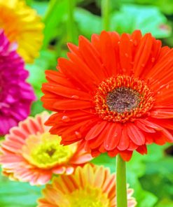 Aesthetic Gerbera Daisy Flowers paint by numbers