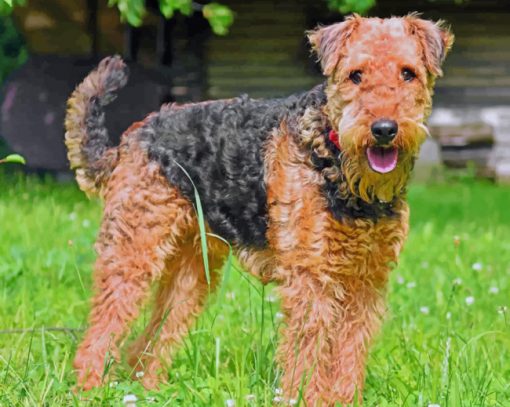 Airedale Terrier Dog paint by numbers