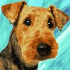 Airedale Terrier Dog paint by numbers