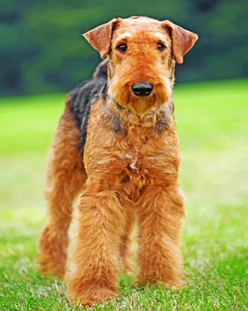 Airedale Terrier paint by numbers