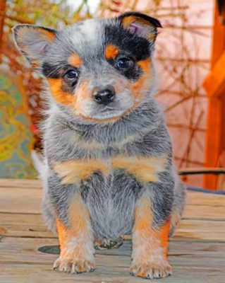 Australian Catle Dog Blue Heeler - Paint By Number - Num Paint Kit