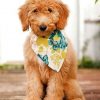Australian Labradoodle paint by numbers