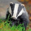 Badger Paint by numbers