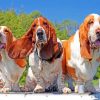 Basset Hound Dogs Paint by numbers