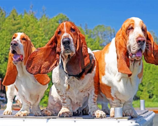 Basset Hound Dogs Paint by numbers