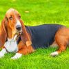 Basset Hound Paint by numbers
