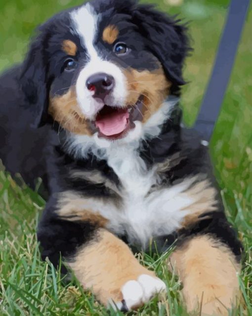 Bernese Mountain Baby Dog Paint by numbers