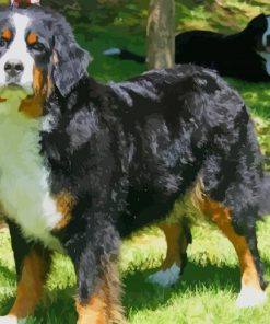 Bernese Mountain Dog Paint by numbers