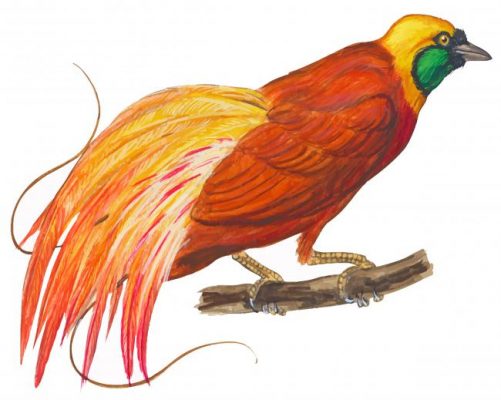 Bird Of Paradise Art - Paint By Numbers - Num Paint Kit