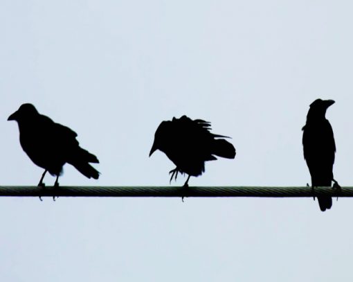 Birds On A Wire Silhouette paint by numbers