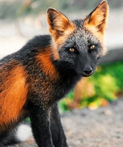 Black And Brown Fox paint by numbers