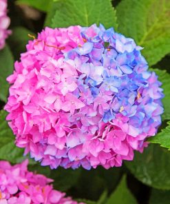 Blue And Pink Hydrangea Paint by numbers