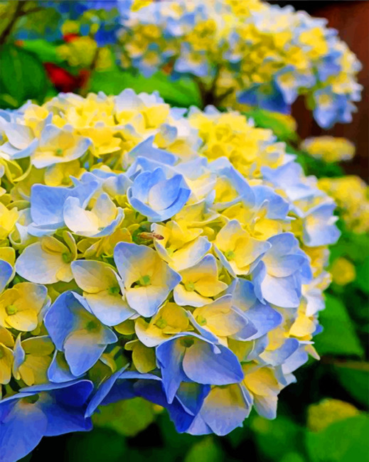 Blue And Yellow Hydrangea Paint by numbers