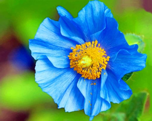Blue And Yellow Poppy Paint by numbers