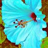 Blue Hibiscus Flower Paint by numbers