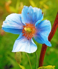 Blue Poppy Paint by numbers