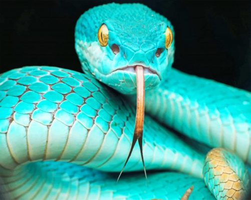 Blue Snake In The Moment Paint by numbers