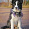 border collie paint by number