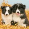 Border Collie Paint by numbers