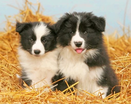 Border Collie Paint by numbers