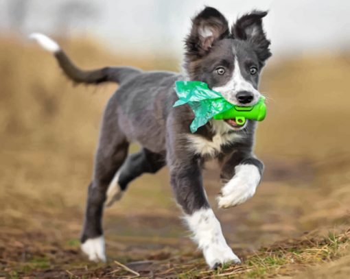 Border Collie Puppy Paint by numbers