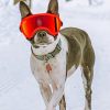 Boston Terrier In The Snow Paint by numbers